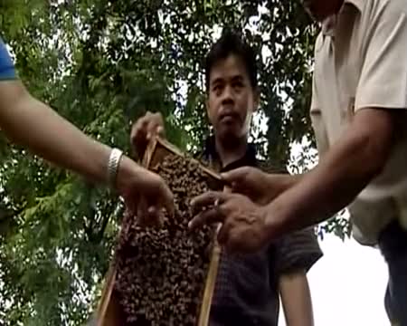 Bee Therapy Clean