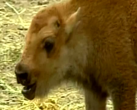 Bison 