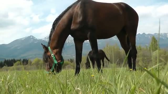 Horses Under High Tatras