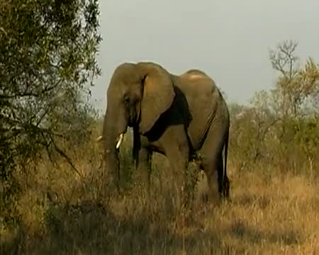 African Elephant