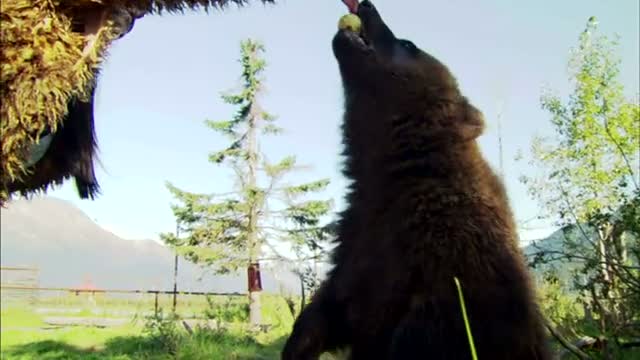 Bear 4