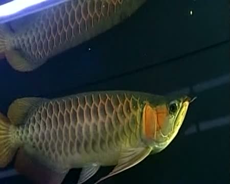 Beautiful Fish Clean