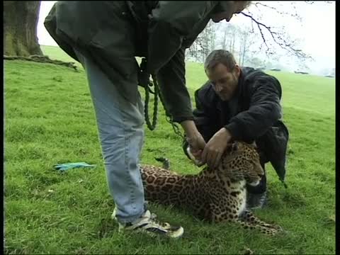 Leopard on the Loose: Wild Thing 6, Part 3 