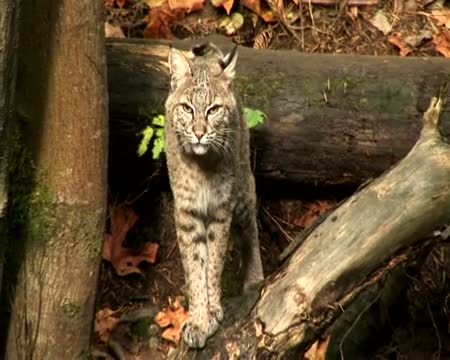 Bobcat 2