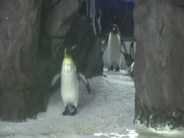 Auckland Attractions