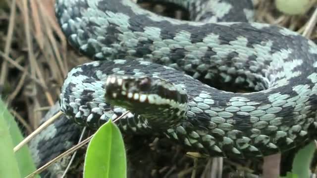 The Angry Viper