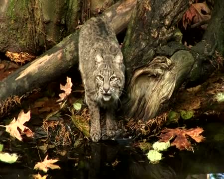 Bobcat 1