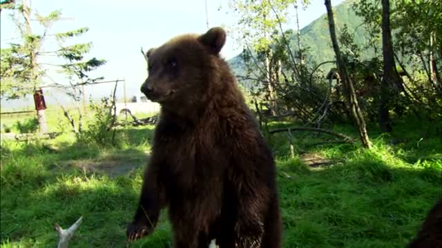 Bear 3