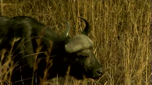 Buffalo