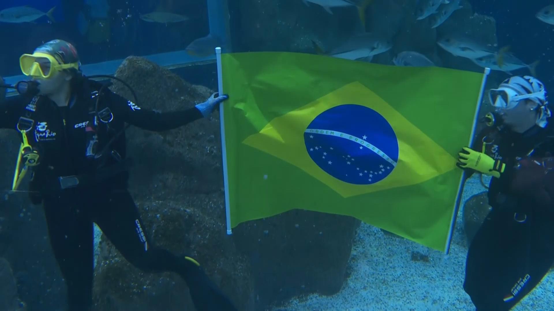 Ritinha the leopard shark 'predicts' win for Brazil in opening FIFA World Cup game against Morocco