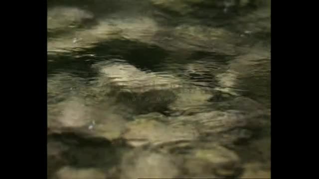 Viennas' Water