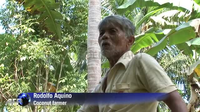 Philippine farmers hope for coconut craze windfall