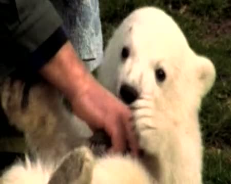 Baby Polar Bear