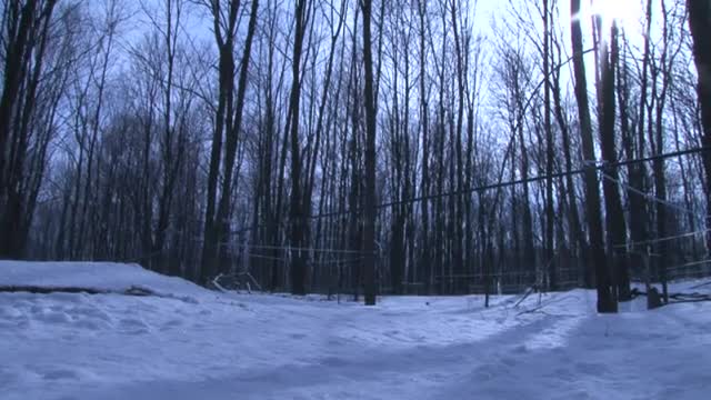 Chef finds sweet success with maple syrup cuisine