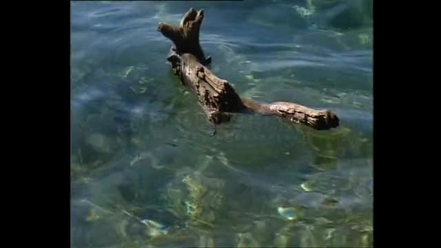 Dragon Island of the Canaries