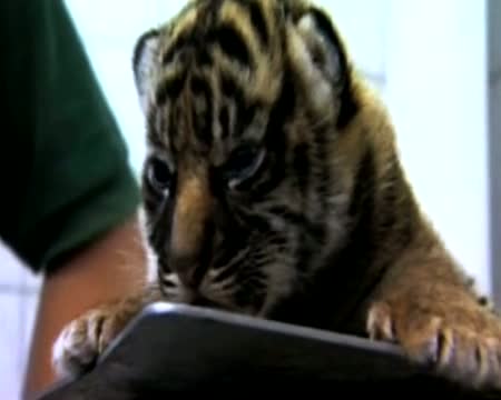 Asian Tiger Cub