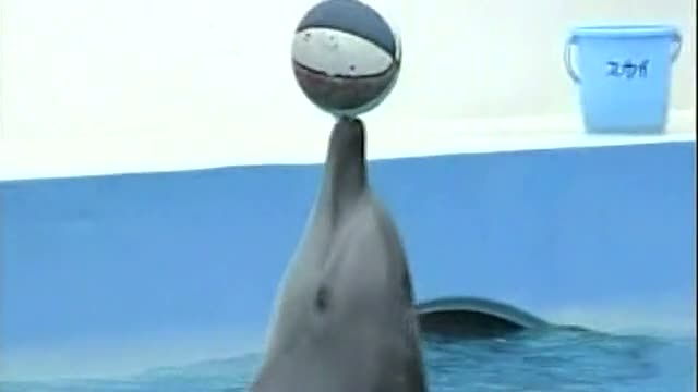 Artificial Dolphin