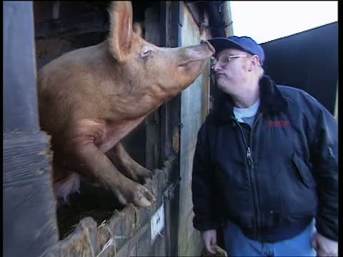 Pig & the Flies: Wild Thing 4 Part 3