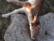 Apesar dos cuidados, animal morreu cinco dias após o nascimento; caso é raro, diz veterinário