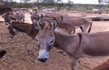 Toda a produção será para exportação, encaminhada para a China. 