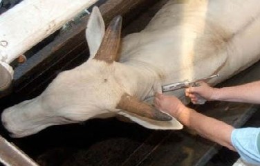 Segundo a Adab, desde 2001 a Bahia é reconhecida internacionalmente como livre de Aftosa com Vacinação.