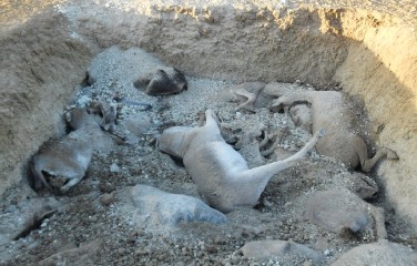 Jumentos sofrem maus-tratos e muitos são mortos em Euclides da Cunha