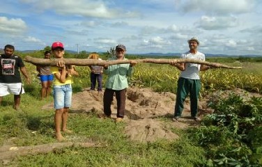 Moradores colhem aipim gigante