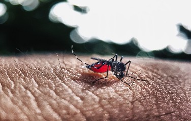 Bahia lidera lista dos estados do nordeste com mais casos de dengue