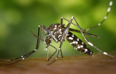 Até o momento, consta um óbito confirmado laboratorialmente para chikungunya na Bahia
