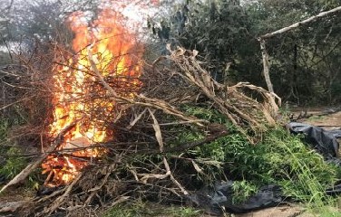 A maior parte da droga foi incinerada no próprio terreno e o restante apresentado na Delegacia Territorial (DT) de Campo Formoso.