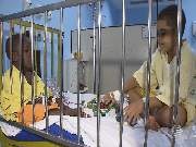 ebê morre após ser atacado por abelhas em Salvador