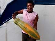  Pesando 7,9 quilos e medindo 60 centímetros, o fruto foi colhido no bairro Valérios. 