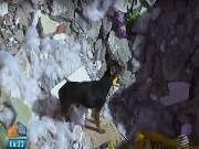 O animal, chamado de \"Nino\", vivia com a família há oito anos.