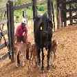 Vaca deu à luz três bezerros na Bahia