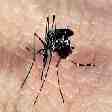 Mosquito Aedes aegypt, causador da dengue