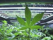 Projeto de lei visa liberar o uso medicinal da planta 