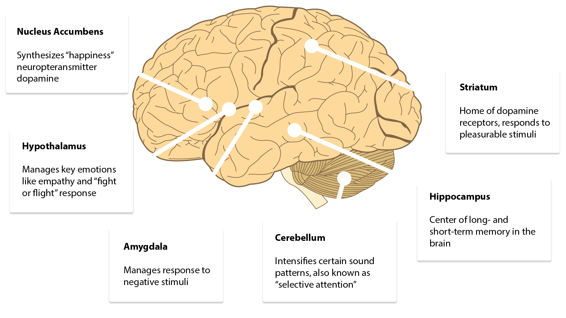 Areas of the brain that interpret sound