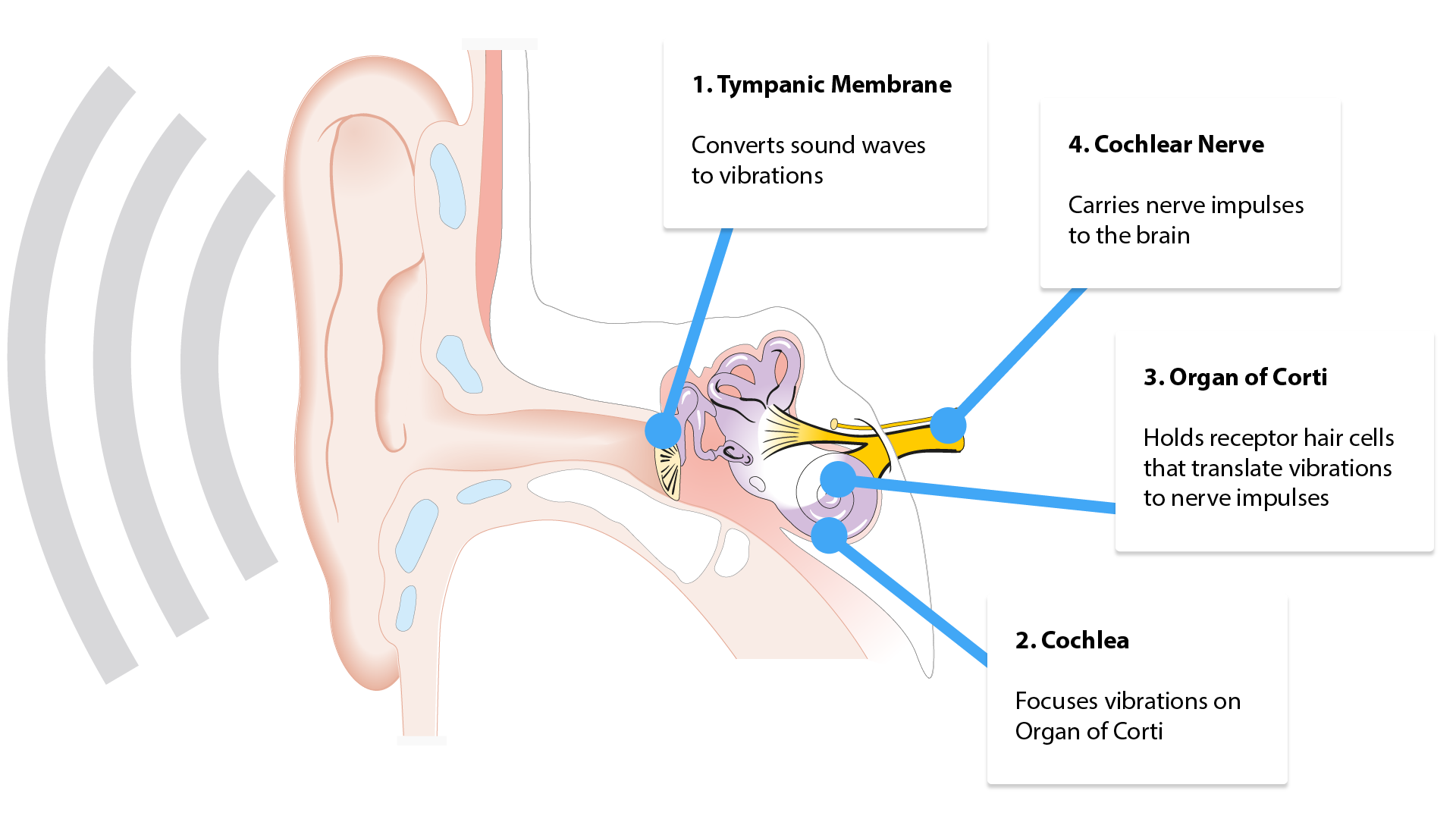 Pathway of Sound through the ear