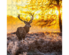 Reddeer1