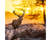 Reddeer2