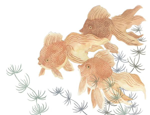 Goldfish