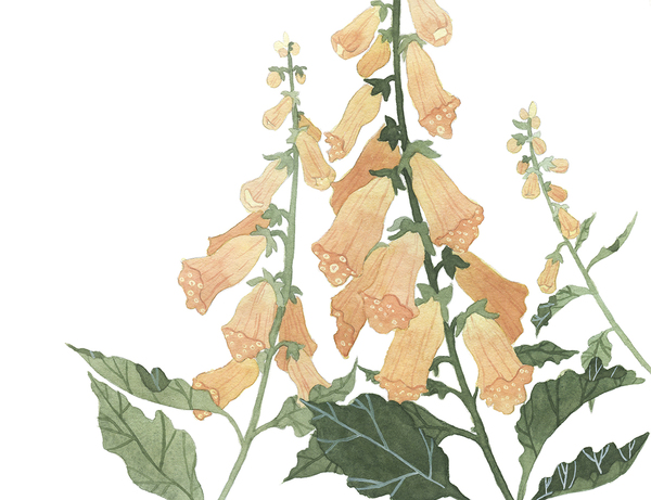 Foxglove
