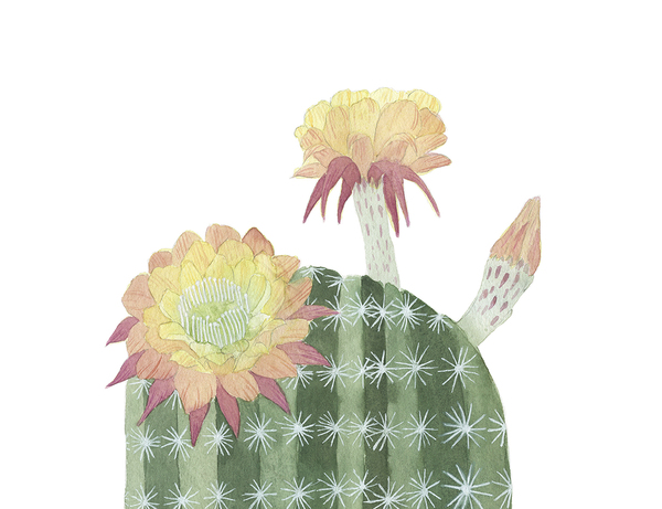 Cactus