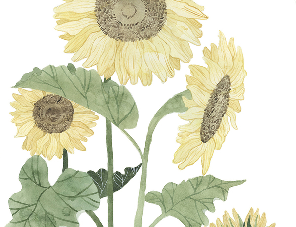 Sunflowers