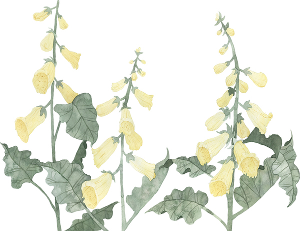 Yellow Foxgloves