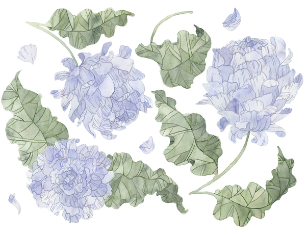 Hydrangea