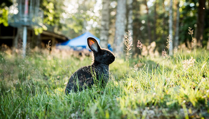 What is Affiliate Marketing? Enter the Rabbit Hole Here