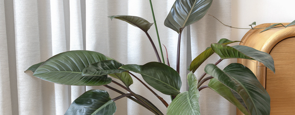 Drapes fauna web