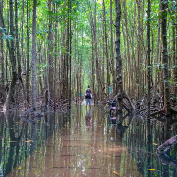 Koh Kong – Cascadas de Tatai y Manglares de Peam Krasop