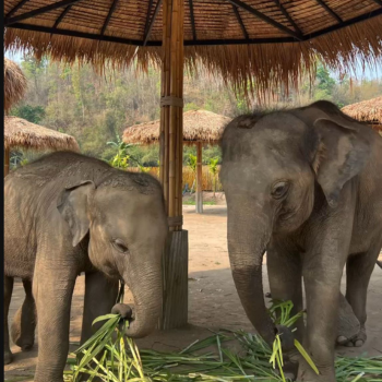 Chiang Mai - Santuario de Elefantes